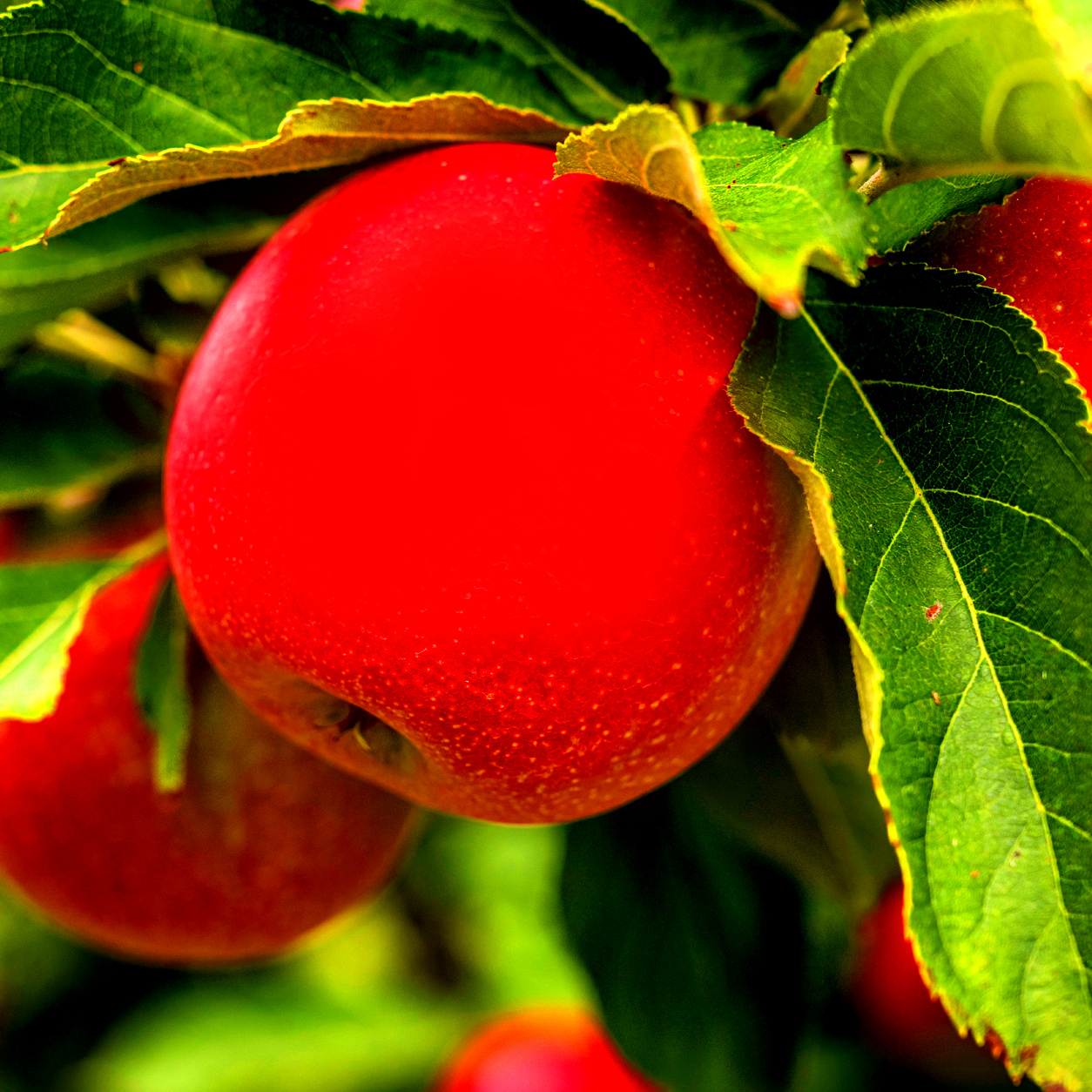 Orchard apples